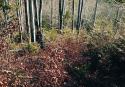 Trees and shrubs Trees and shrubs