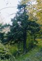Yew-tree (Taxus baccata) Yew-tree (Taxus baccata)